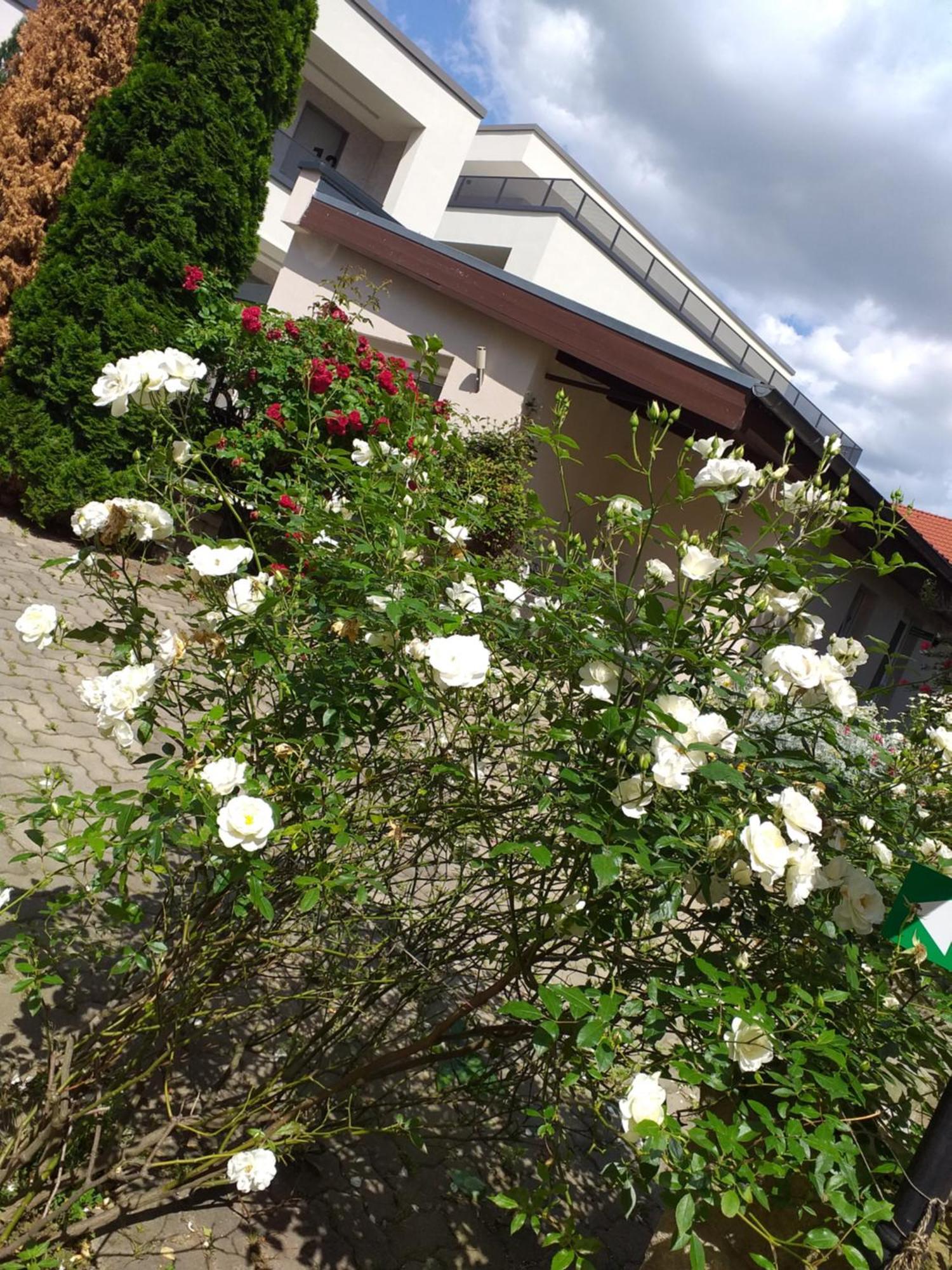 פירנה Ferienwohnungen Am Hauptplatz מראה חיצוני תמונה