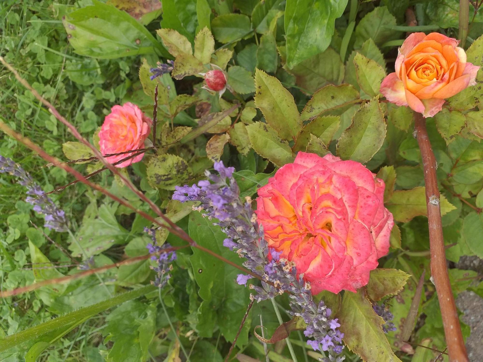פירנה Ferienwohnungen Am Hauptplatz מראה חיצוני תמונה